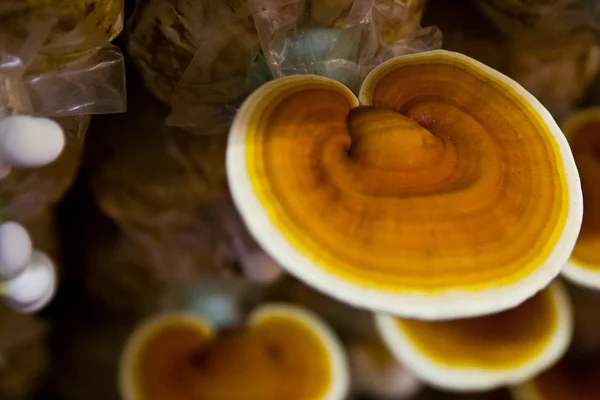 Ganoderma Lucidum creciendo en la granja . — Foto de Stock