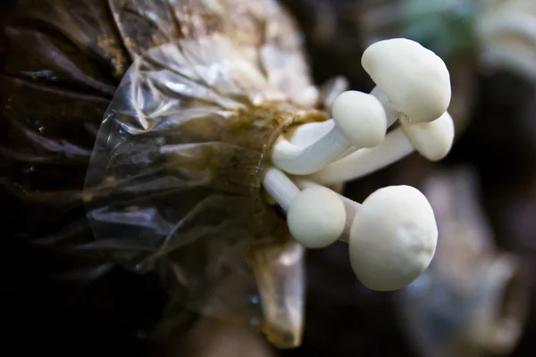 Yanagi Mutsutake Mushrooms Growing In the Farm — Stock Photo, Image