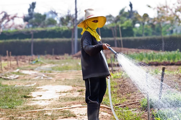 Woman watering in organic vegetable garden — Stock Photo, Image