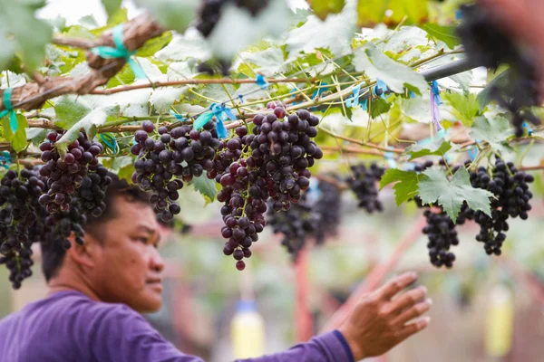 Homem na vinha a apanhar uvas — Fotografia de Stock