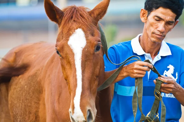 Homme cavalier forme le cheval dans le cours d'équitation — Photo