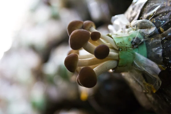 Yanagi mutsutake гриби ростуть у фермі — стокове фото