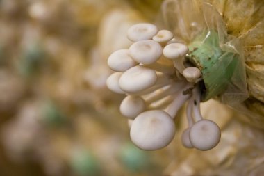 grupta büyüyen yanagi mutsutake mantar