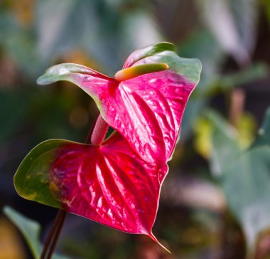 Kırmızı kalp, antoryum çiçek