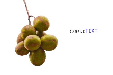 organik yeşil zeytin tree.scientific adı: elaeocarpus hygrop
