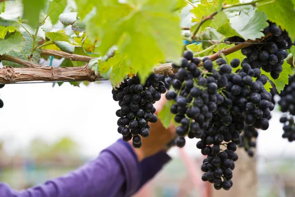 Uomo in vigna vendemmia — Foto Stock