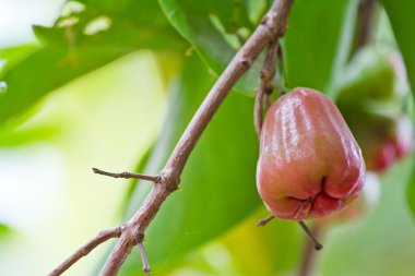 su elma, chomphu, gül apple, malabar inci üzerinde ağaç üzerinde Erik
