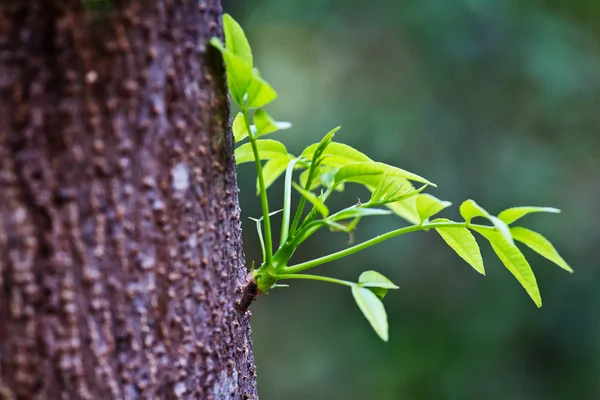 Folhas verdes fundo — Fotografia de Stock