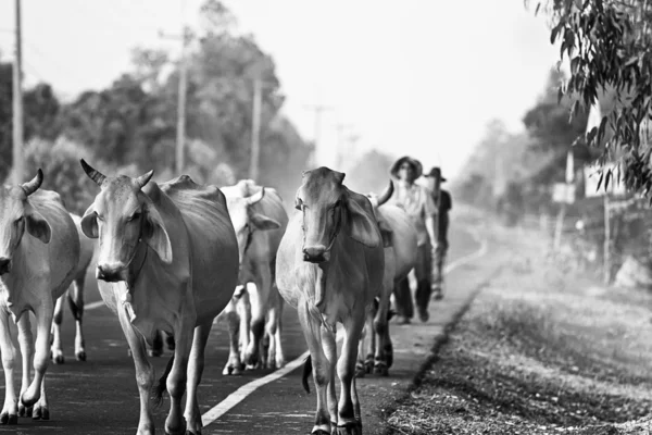 Forma de vida Campo en Tailandia —  Fotos de Stock