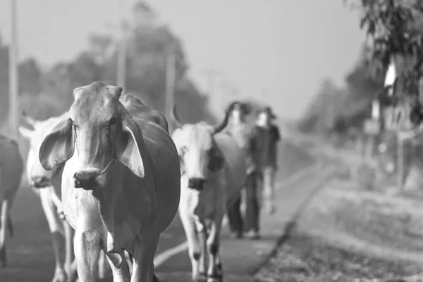 Modo de vida Campo na Tailândia — Fotografia de Stock