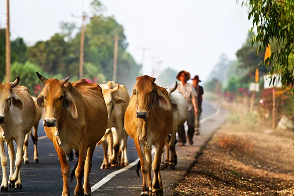 Modo de vida Campo na Tailândia — Fotografia de Stock