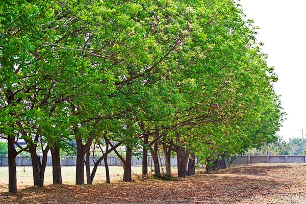 Höstens skogsträd. natur grönt trä solljus bakgrunder. — Stockfoto