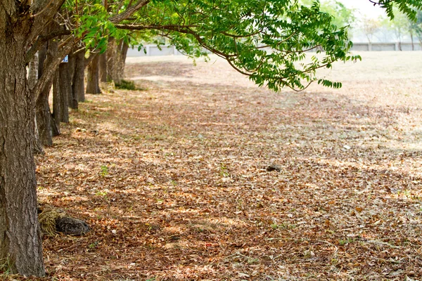 Herfstbosbomen. natuur groen hout zonlicht achtergronden. — Stockfoto