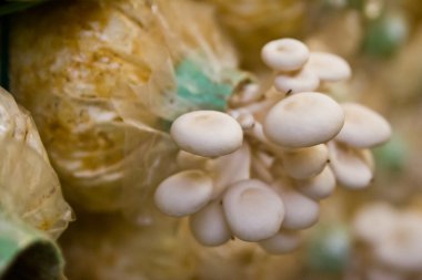 grupta büyüyen yanagi mutsutake mantar