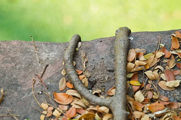 Bo albero roo — Foto Stock