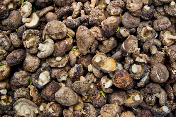 Dry Shiitake Mushrooms background — Stock Photo, Image
