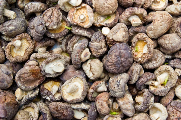 Seco Shiitake Setas fondo — Foto de Stock