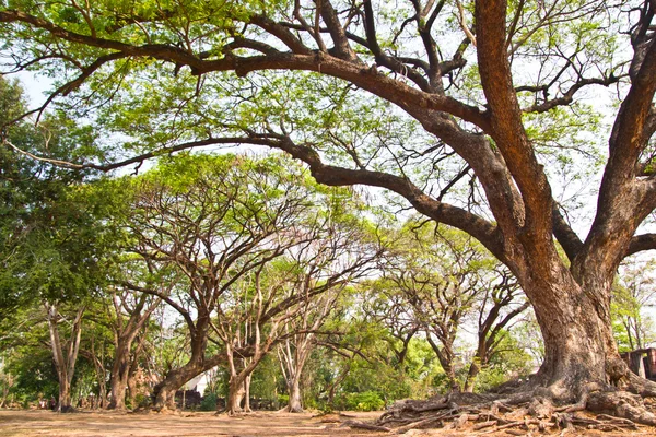 Troncos de árboles soleados y sombríos en el parque con gras verdes — Foto de Stock