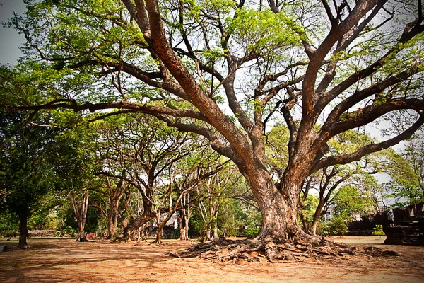 Zonnige en schaduwrijke boomstammen in het park met groen gras — Stockfoto