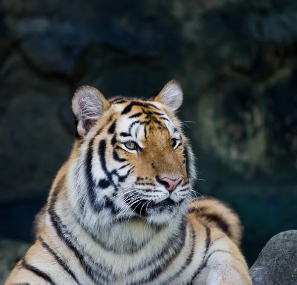 Красный взрослый тигр отдыхает в зоопарке . — стоковое фото