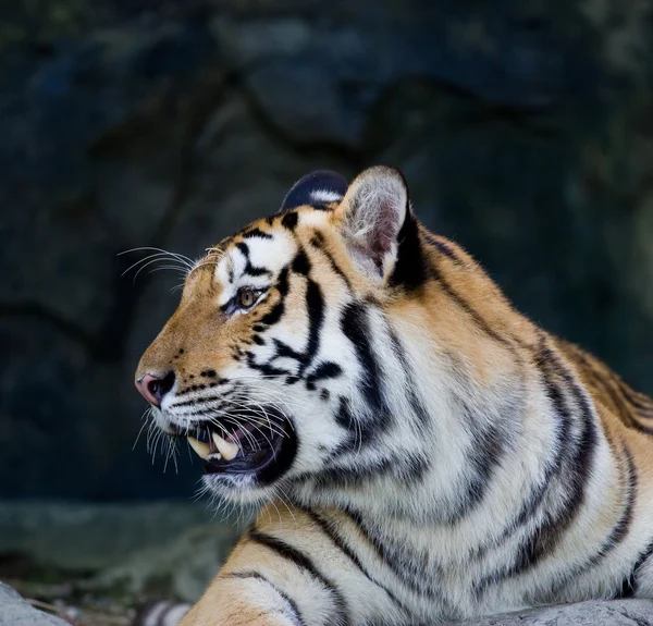 Czerwony dorosły Tygrys ma odpoczynku w ogrodzie zoologicznym. — Zdjęcie stockowe