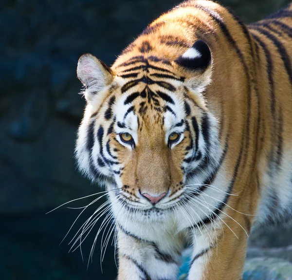 Портрет Амурська тигри — стокове фото