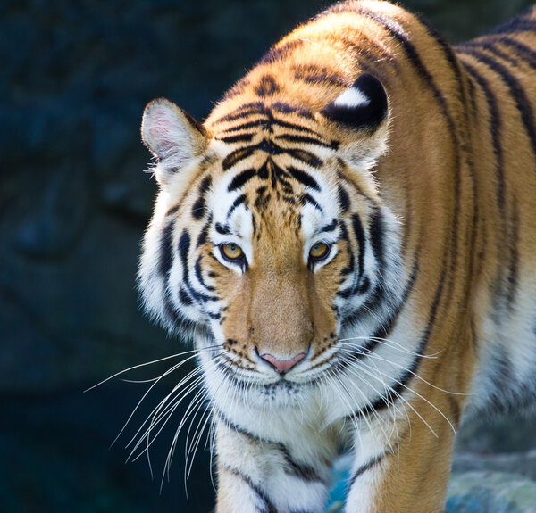 Portrait of Amur Tigers