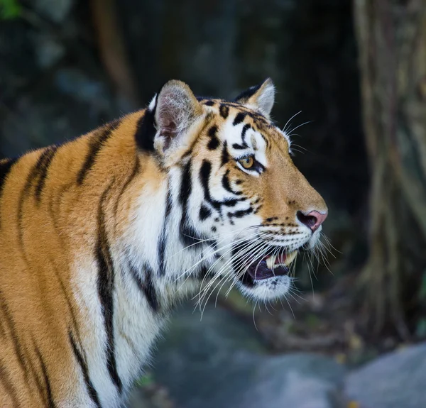 Porträt amur tigers — Stockfoto