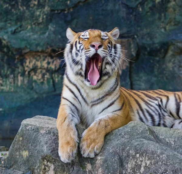 Tigre adulte rouge se repose dans un zoo . — Photo