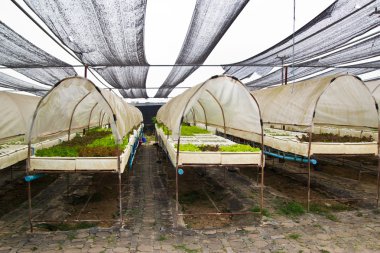 Arka plan için organik sebze çiftlikleri.