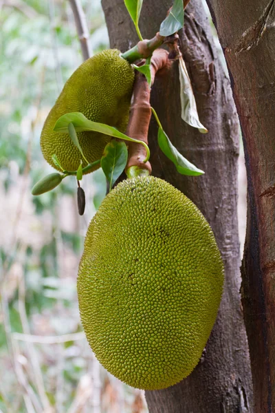 Frutas — Fotografia de Stock