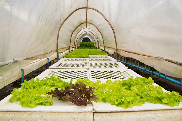 Ekologické zeleninové farmy pro pozadí. — Stock fotografie