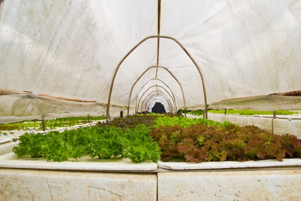 Granjas hortícolas ecológicas. —  Fotos de Stock