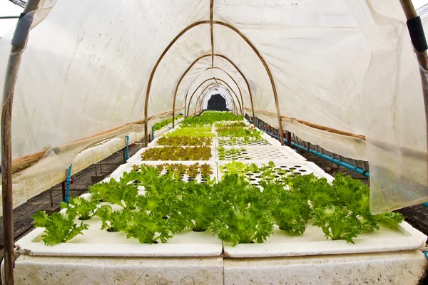 Arka plan için organik sebze çiftlikleri. — Stok fotoğraf