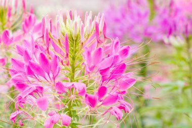 heather bitki Bahçe detay.