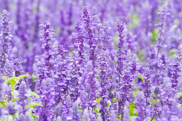 heather bitki Bahçe detay.