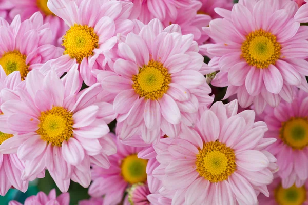 Orange Chrysanthemen Blumen Hintergrund — Stockfoto