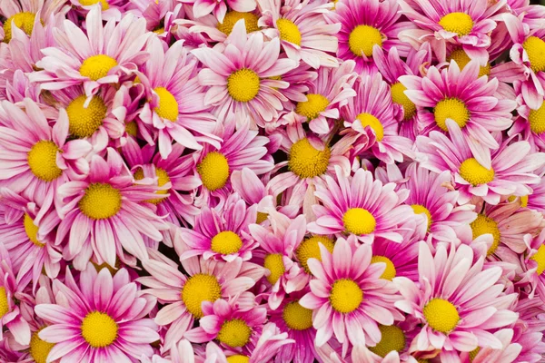 Oranje chrysant bloemen achtergrond — Stockfoto