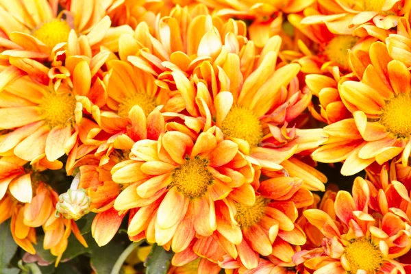 Oranje chrysant bloemen achtergrond — Stockfoto