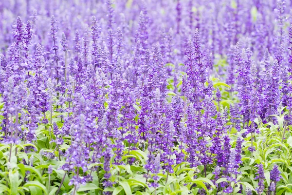 Detail van Heide bedektzadigen in de tuin. — Stockfoto