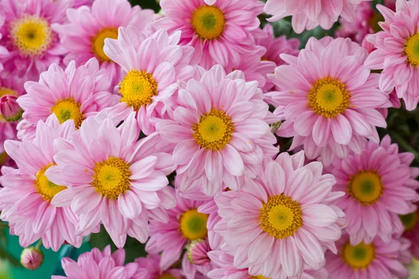 Oranje chrysant bloemen achtergrond — Stockfoto