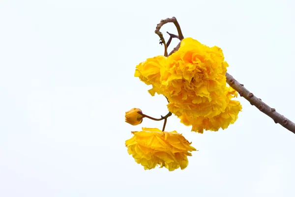 Yellow silk cotton flowers and blue sky background — Stock Photo, Image