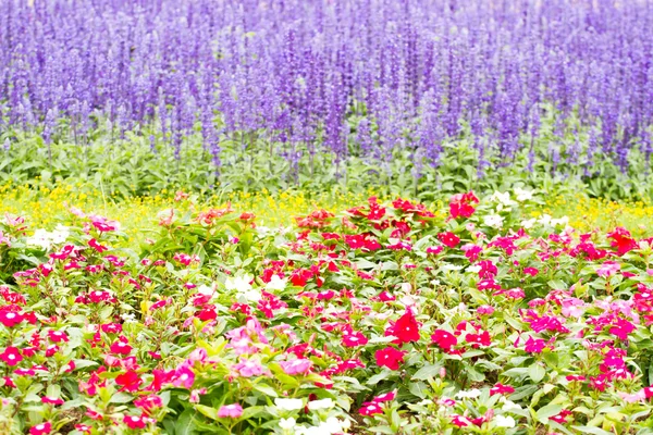 Detail van Heide bedektzadigen in de tuin. — Stockfoto