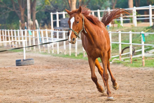Horse riding in farm — Stock Photo, Image