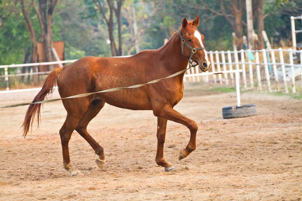 Horse riding in farm — Stock Photo, Image