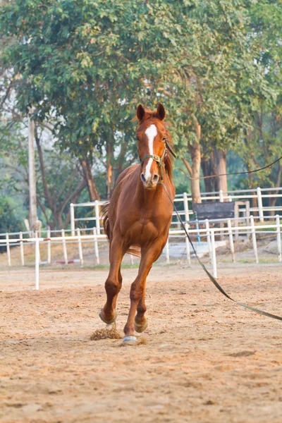 Horse riding in farm — Stock Photo, Image