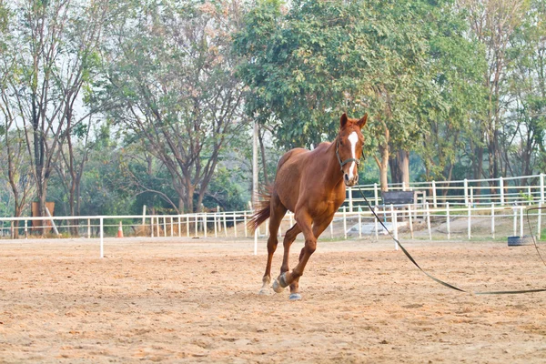 Reiten auf dem Bauernhof — Stockfoto