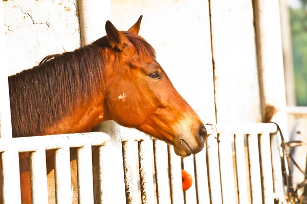 Head of horse — Stock Photo, Image