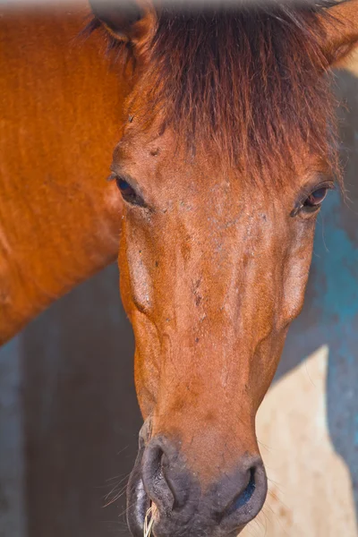 Pferdekopf — Stockfoto