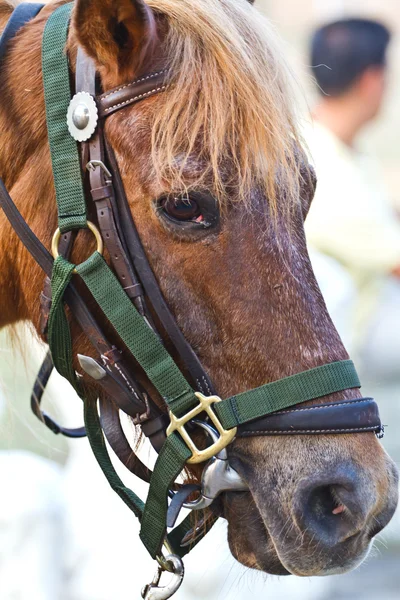 Chef för häst — Stockfoto